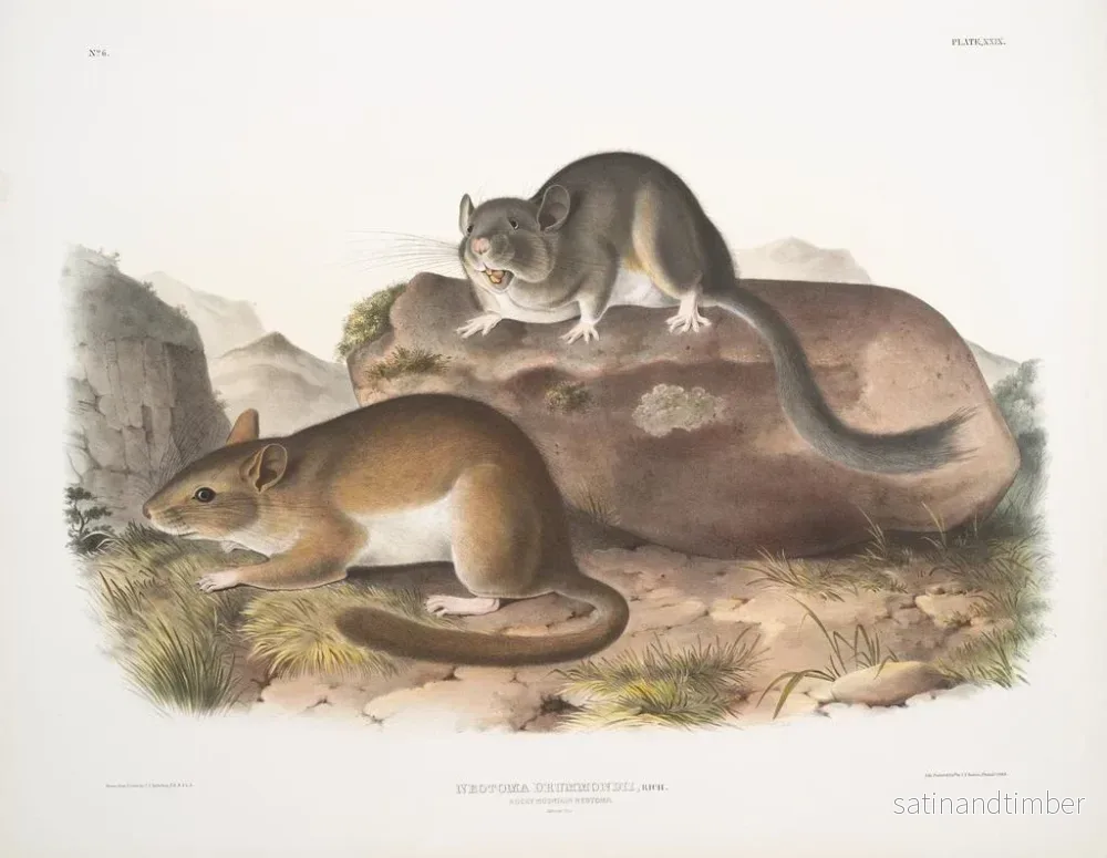 Reproduktion av målningen Neotoma drummondii, verklig storlek - John Woodhouse Audubon - Bild 2