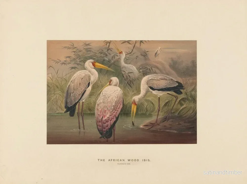 Reproduktion av målningen L'ibis des savanes - Joseph Wolf - Bild 2