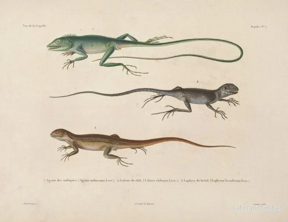 Resa runt världen — plansch 001 — Louis-Isidore Duperrey - Bild 2