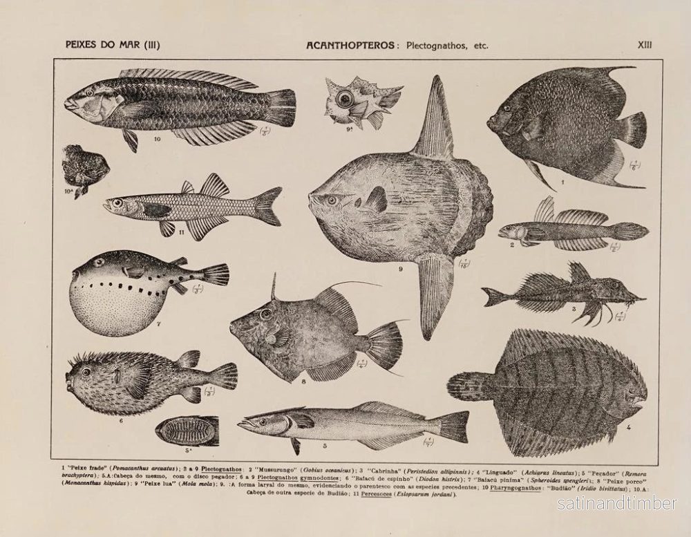 Reproduktion av målningen Atlas de la faune du Brésil Pl13 - Rodolpho von Ihering - Bild 2