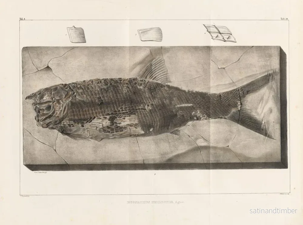 Reproduktion av målningen Forskningar på fossila fiskar Pl. 220 - Louis Agassiz - Bild 2