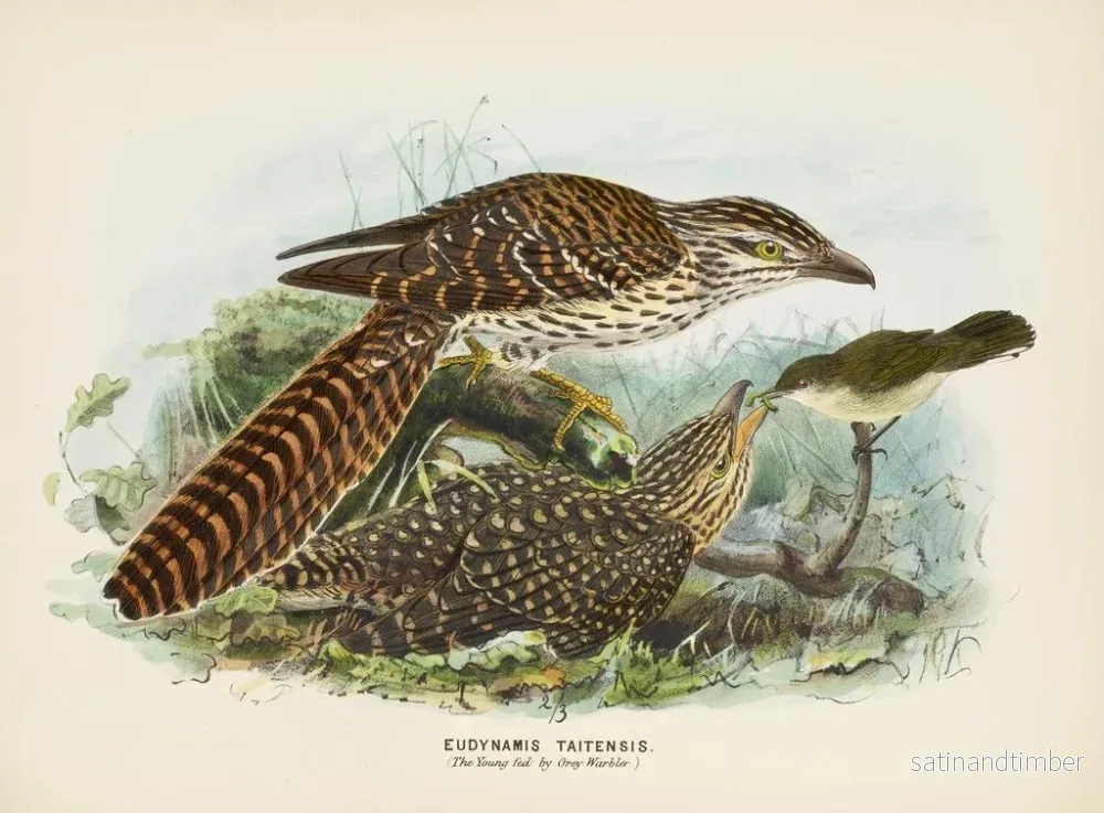 Reproduktion av målningen Den unge matas av gråtrasten - John Gerrard Keulemans - Bild 2