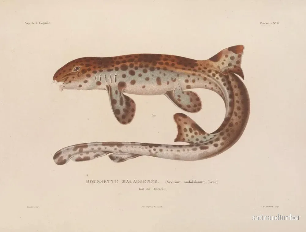 Resa runt världen — plansch 013 — Louis-Isidore Duperrey - Bild 2