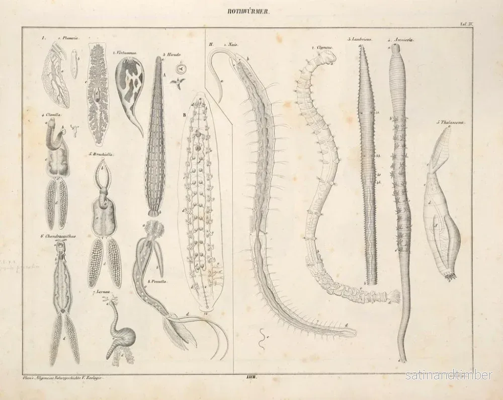 Reproduktion av målningen Illustrationer av den allmänna naturhistorien av Oken för alla tillstånd Pl074 - Lorenz Oken - Bild 2