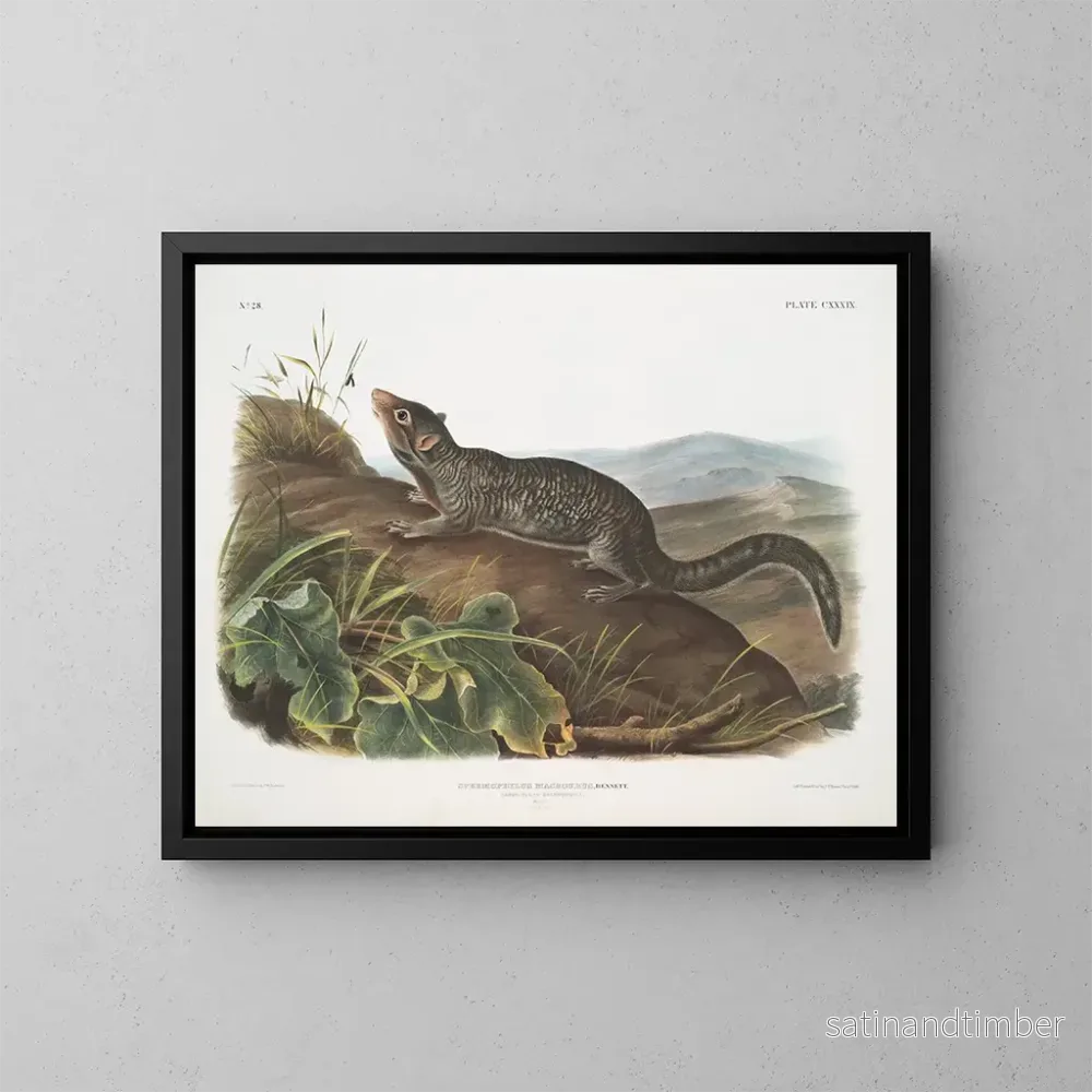 Reproduktion av målningen av stor svansjordekorre han i naturlig storlek - John Woodhouse Audubon