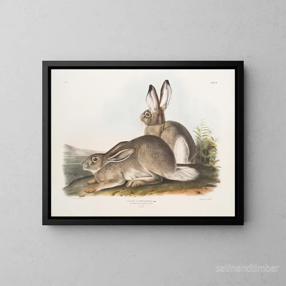 Reproduktion av målningen av Townsend Hare, bergshare i Klippiga bergen, naturlig storlek, hane och hona – John Woodhouse Audubon Reproduktion av målningen av Townsend Hare, bergshare i Klippiga bergen, naturlig storlek, hane och hona – John Woodhouse Audubon