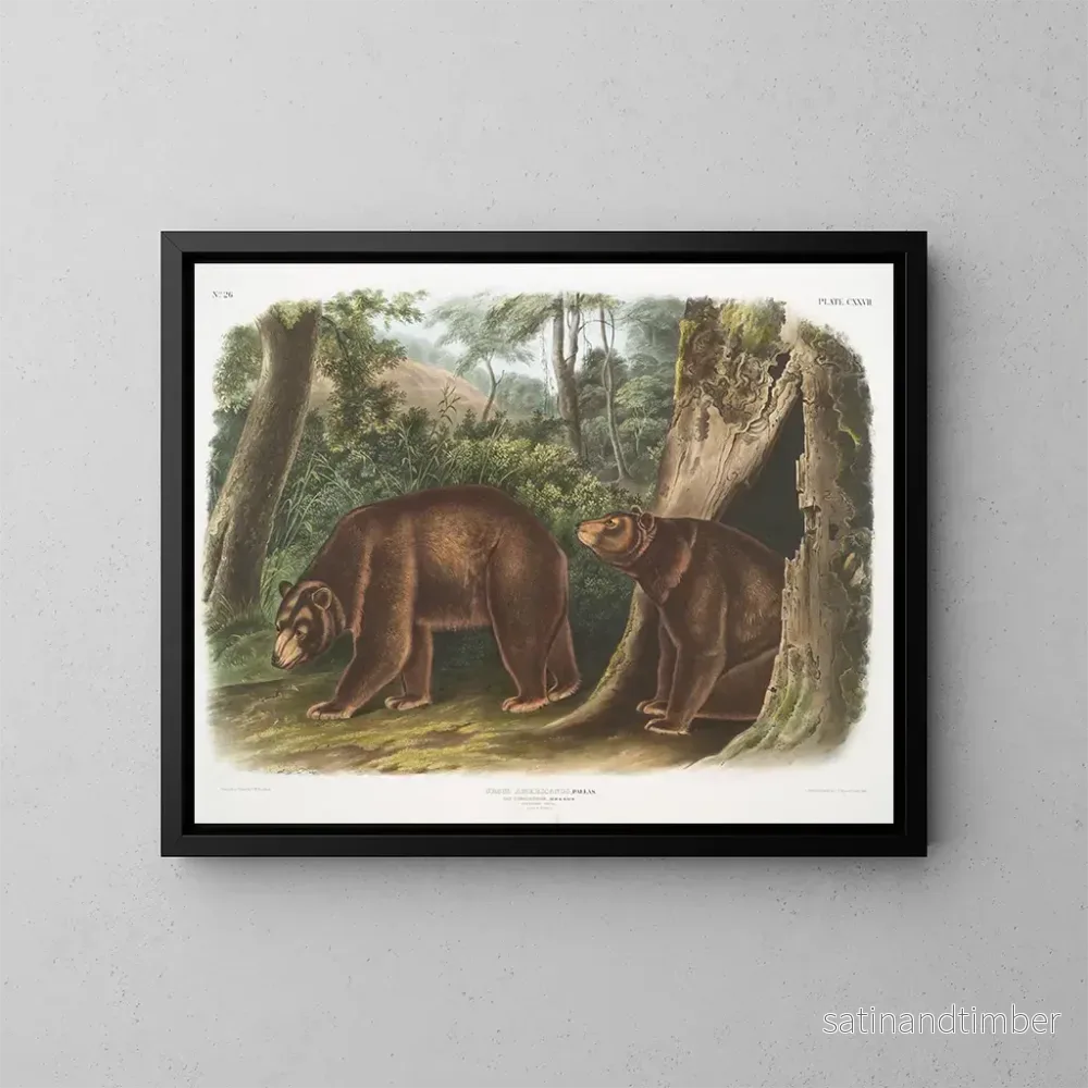 Reproduktion av målningen av amerikansk svartbjörn, kanelvariant, hane och hona - John Woodhouse Audubon