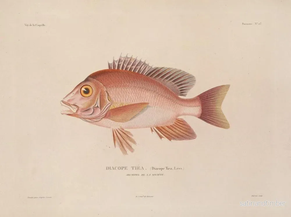 Resa runt världen — plansch 030 — Louis-Isidore Duperrey - Bild 2