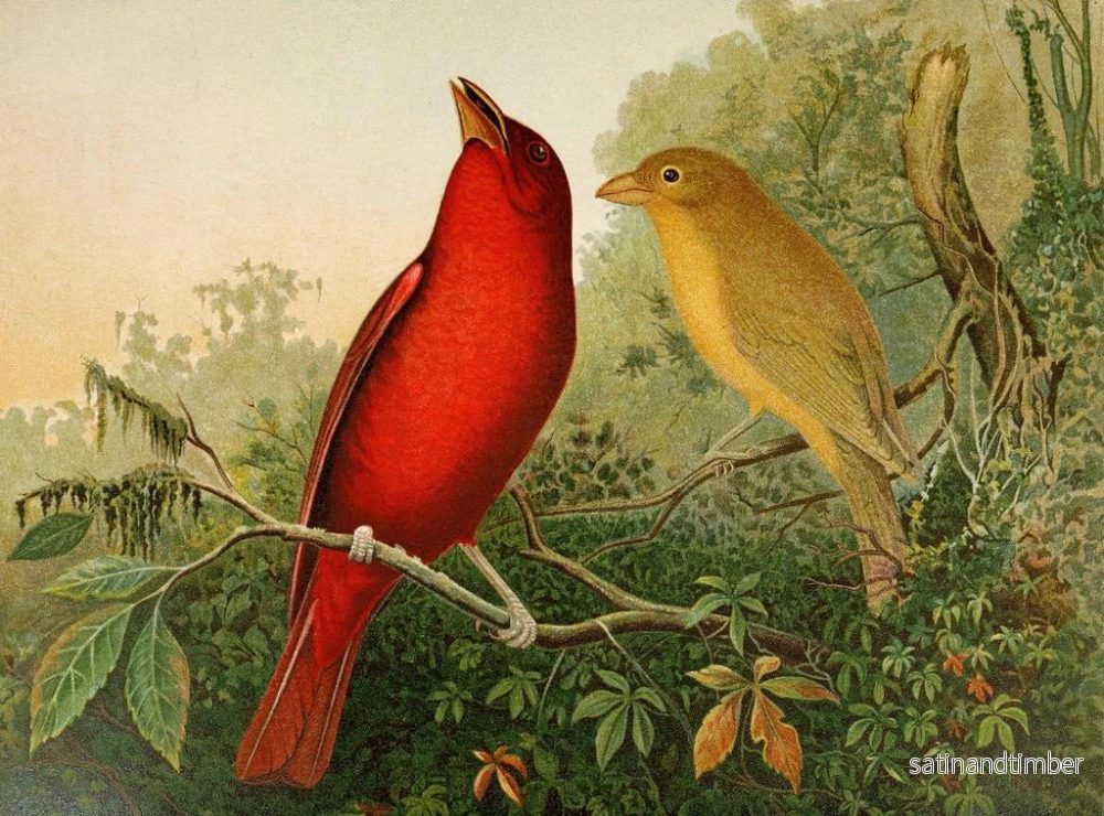 Reproduktion av målningen La faune aviaire nord-américaine pl20 - Gustav Mützel - Bild 2