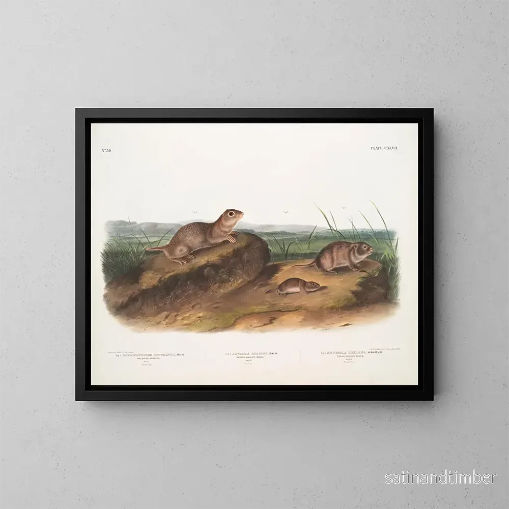 Reproduktion av målningen av Townsend Spermophile, prärievarg av Oregon, texansk prärievarg - John Woodhouse Audubon