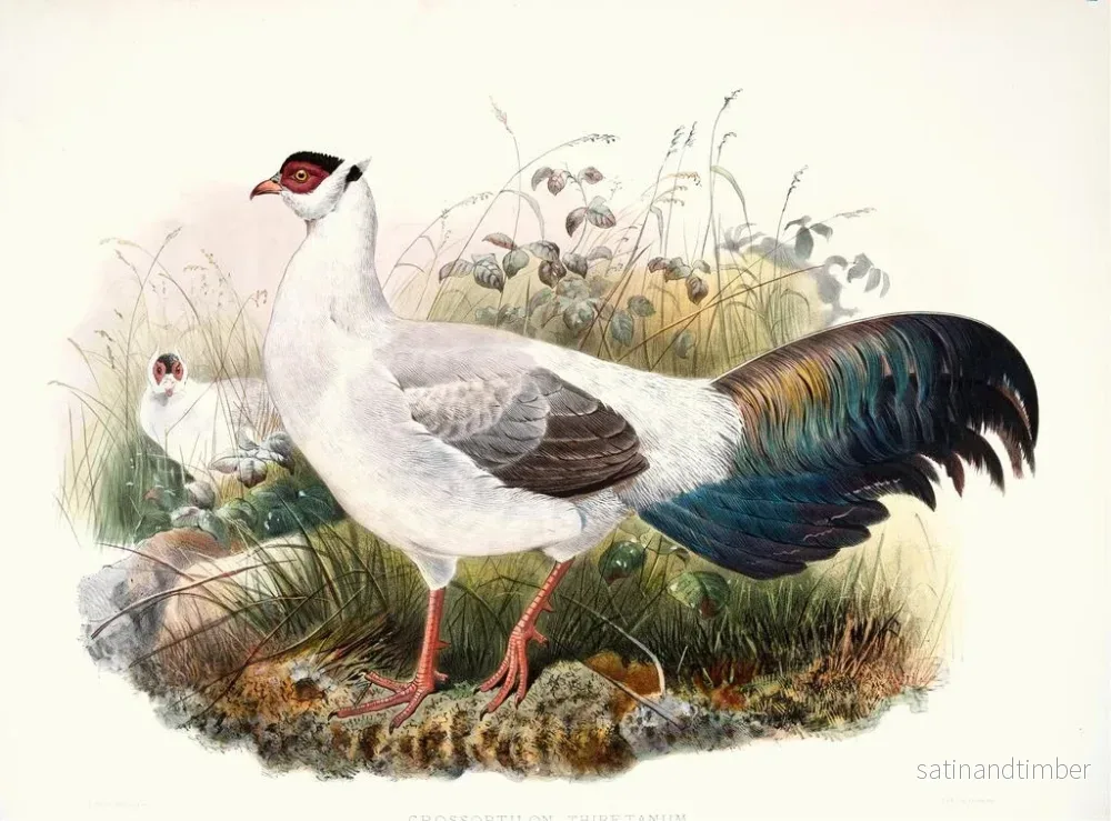 Reproduktion av målningen Crossoptilon thibetanum - Joseph Smit - Bild 2