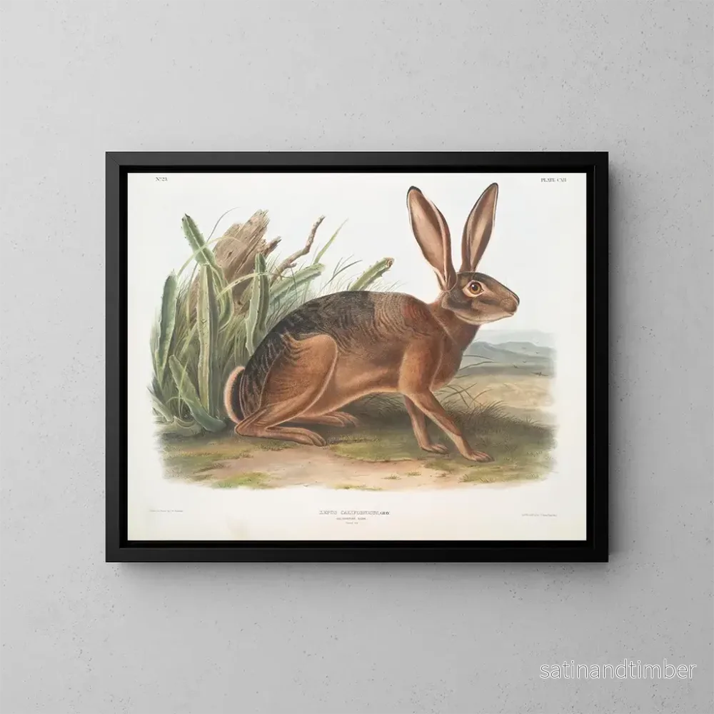 Reproduktion av målningen av Californisk kanin i naturlig storlek - John Woodhouse Audubon