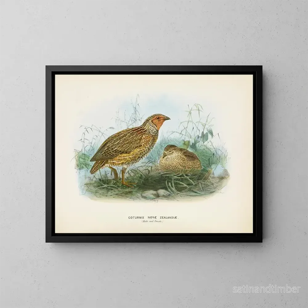 Reproduktion av målningen Caille de Nouvelle-Zélande mâle et femelle – John Gerrard Keulemans Reproduktion av målningen Caille de Nouvelle-Zélande mâle et femelle – John Gerrard Keulemans