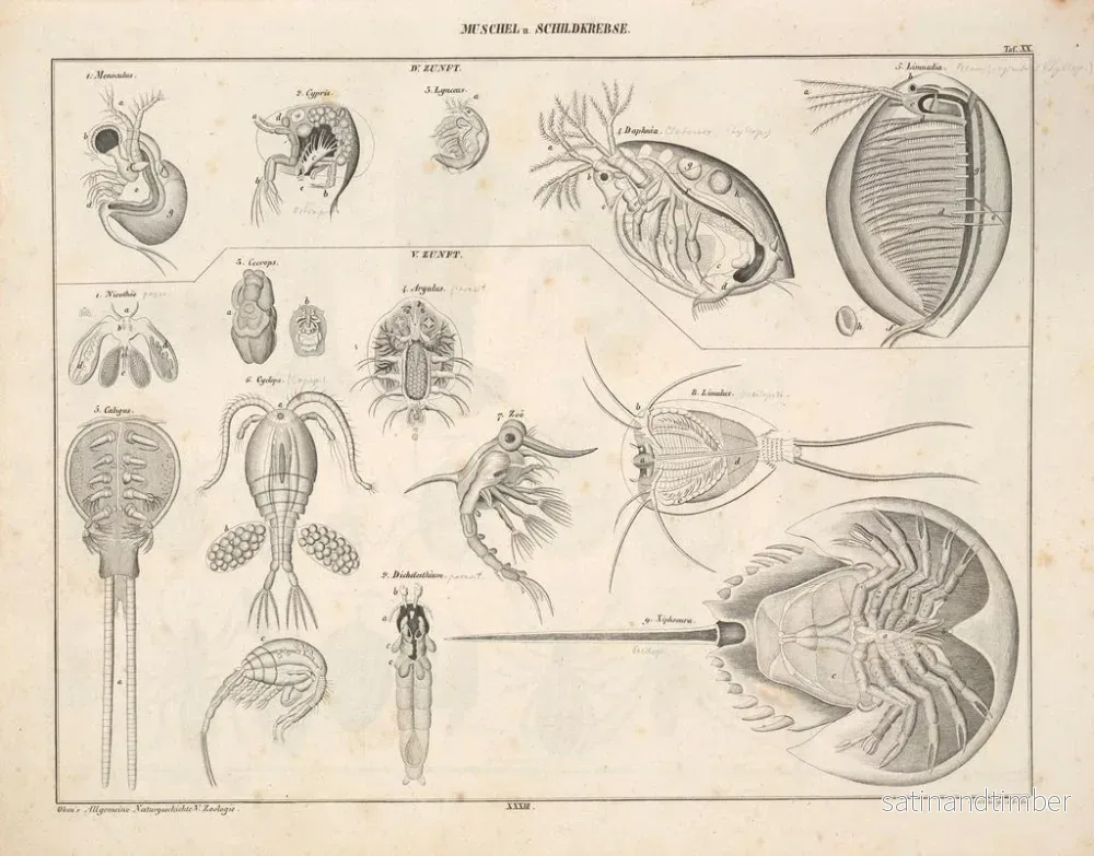 Reproduktion av målningen Illustrationer av den allmänna naturhistorien av Oken för alla tillstånd Pl079 - Lorenz Oken - Bild 2