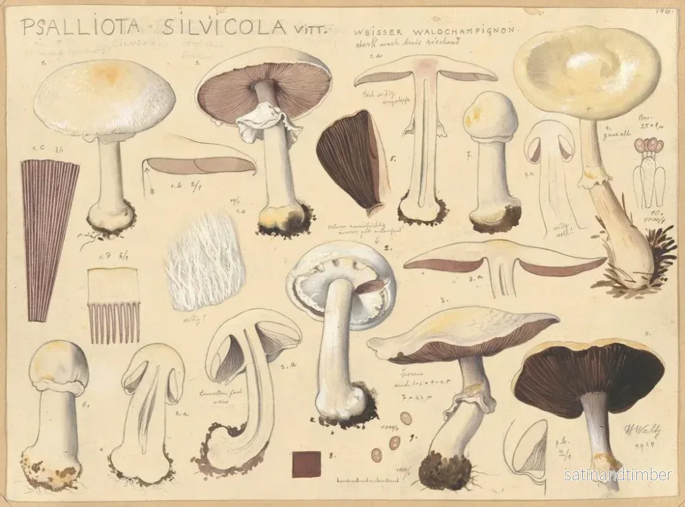 Reproduktion av målningen Psalliota silvicola - Hans Baldung - Bild 2