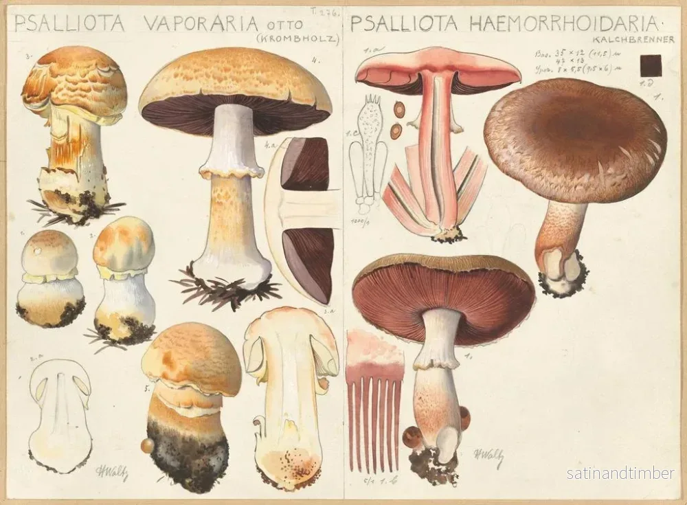 Reproduktion av målningen Psalliota vaporaria Psalliota haemorrhoidaria - Hans Baldung - Bild 2