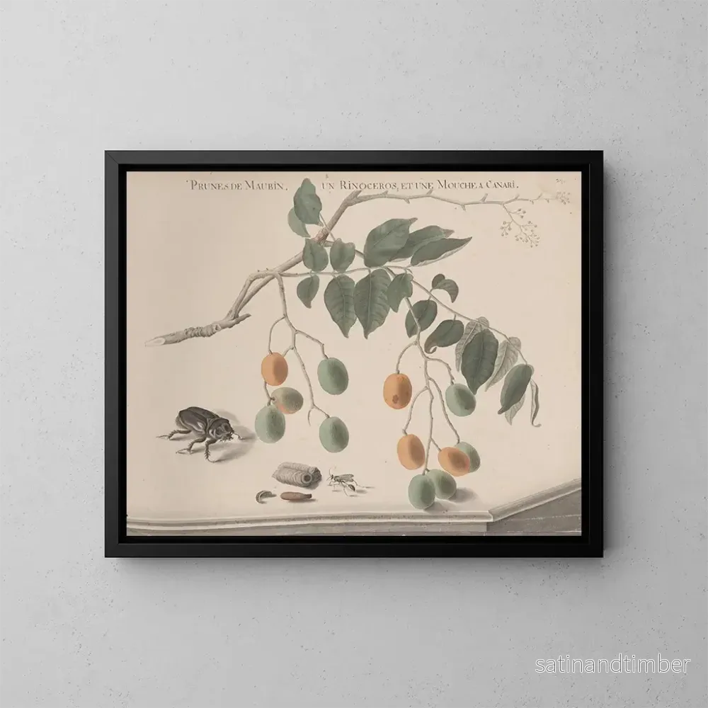Reproduktion av målningen Histoire naturelle de Saint-Domingue Pl158 - René de Rabi