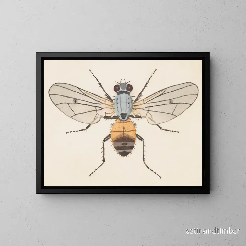 Reproduktion av målningen Aquarelle av entomologi Pl079 - George Hudson