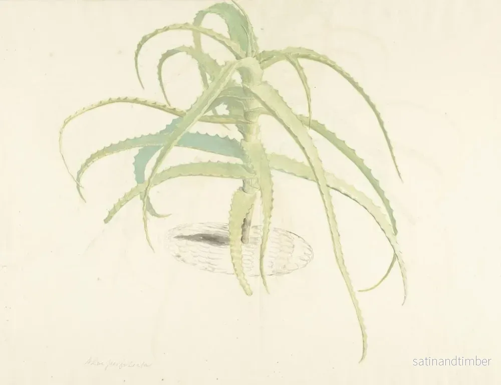 Reproduktion av målningen Aloès perfolié - Herman Saftleven - Bild 2
