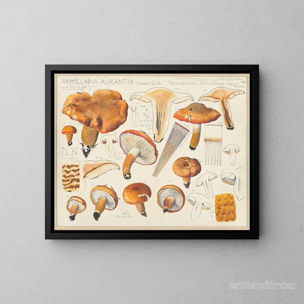 Reproduktion av målningen Armillaria aurantia Schff och Tricholoma aurantium Schff enligt Ricken - Hans Baldung