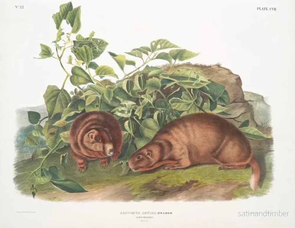 Reproduktion av målningen Marmotte av Lewis i naturlig storlek - John Woodhouse Audubon - Bild 2
