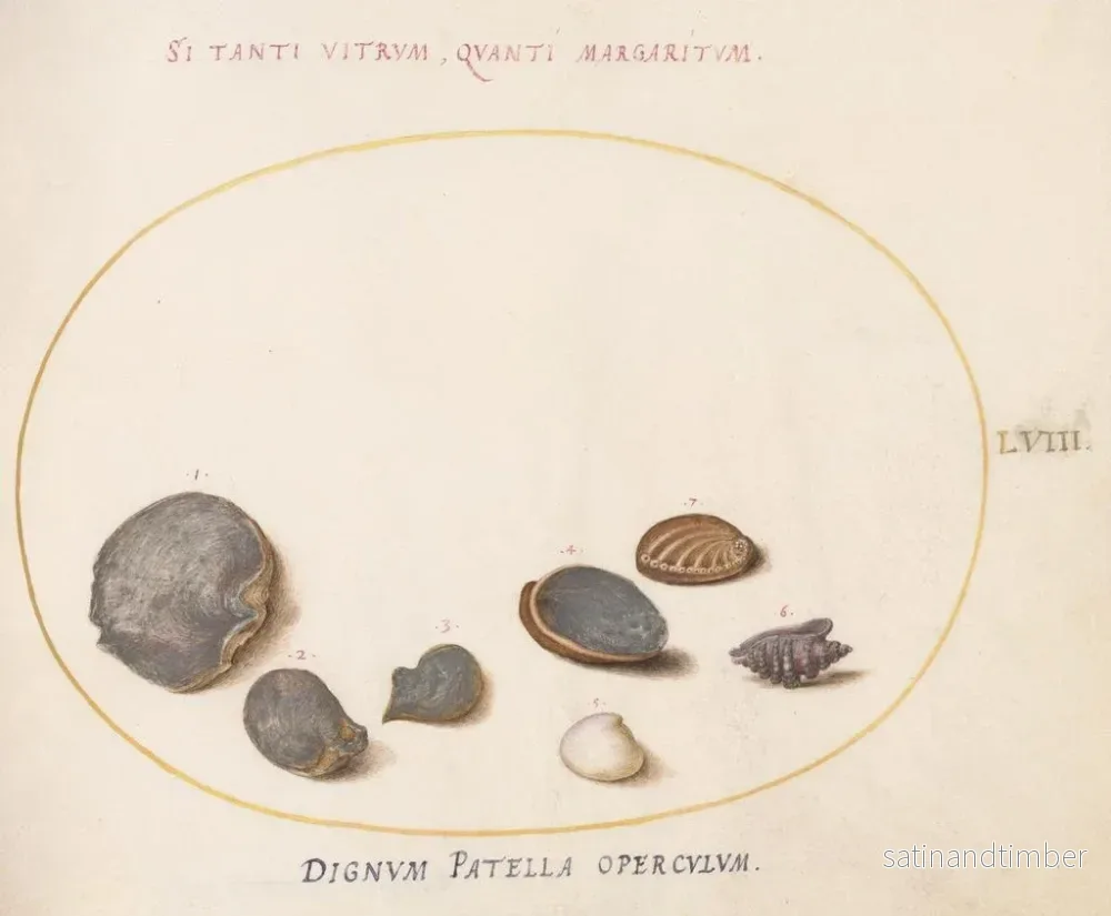 Reproduktion av målningen Platine 58 Skaldjur, inklusive abalone - Joris Hoefnagel - Bild 2