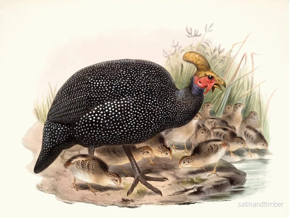 Reproduktion av målningen Numida couronnée - Joseph Smit - Bild 2