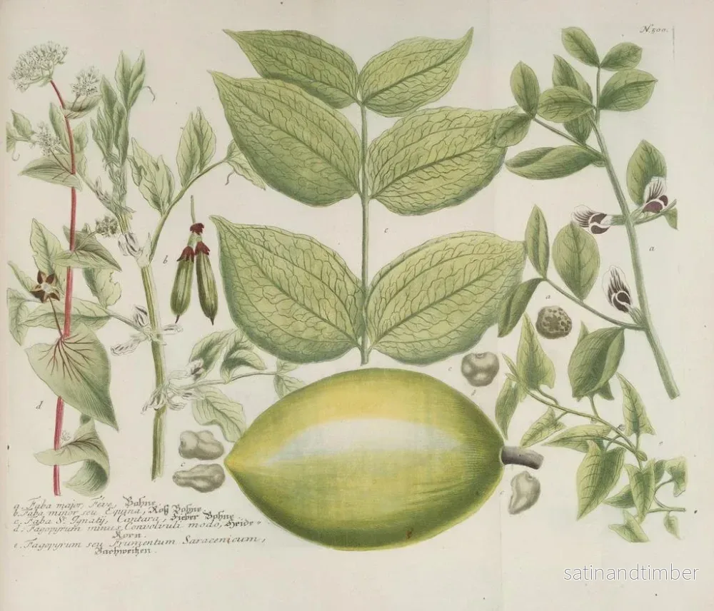 Reproduktion av målningen Phytanthoza iconographia Pl. 223 - Johann Wilhelm Weinmann - Bild 2
