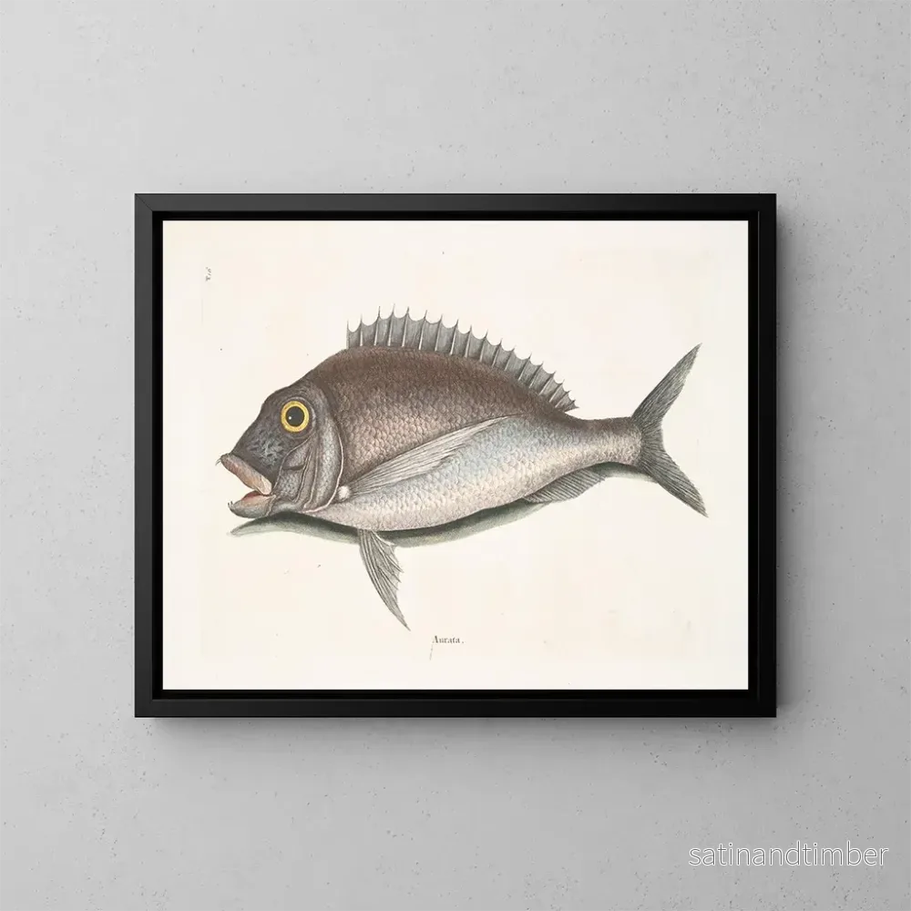 Reproduktion av målningen Le Porgy Aurata - Mark Catesby