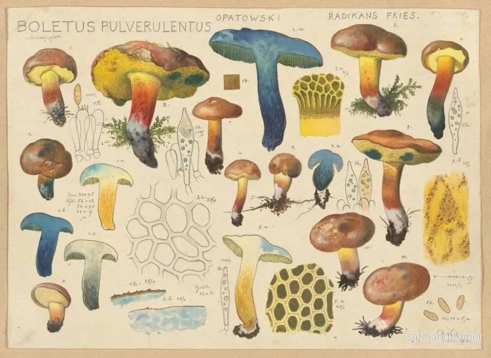 Reproduktion av målningen Boletus pulverulentus Opatowski radikans - Hans Baldung - Bild 2