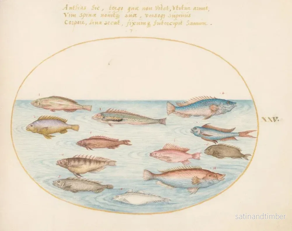Reproduktion av målningen Planche 25: Medelhavs-bläckfisk, andra labrer, en fisk-stjärt med svan, flera anthias och andra fiskar - Joris Hoefnagel - Bild 2