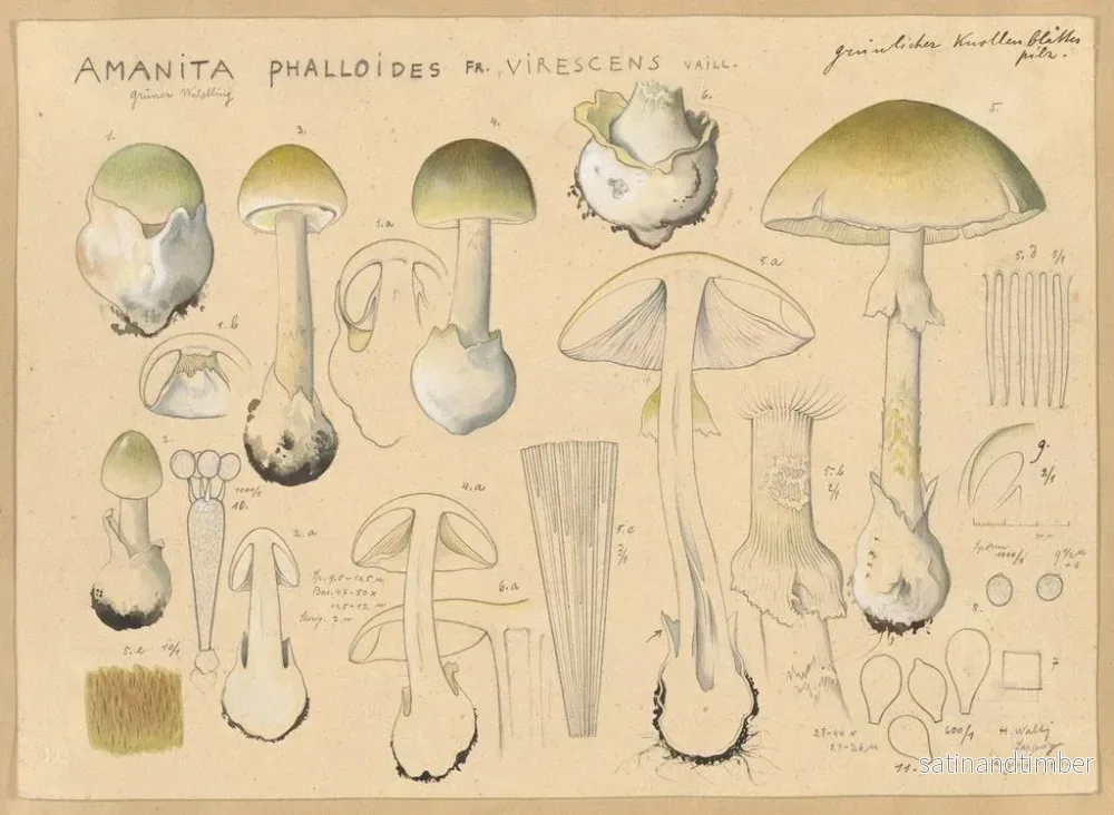 Reproduktion av målningen Amanite phalloïde Fr virescens - Hans Baldung - Bild 2