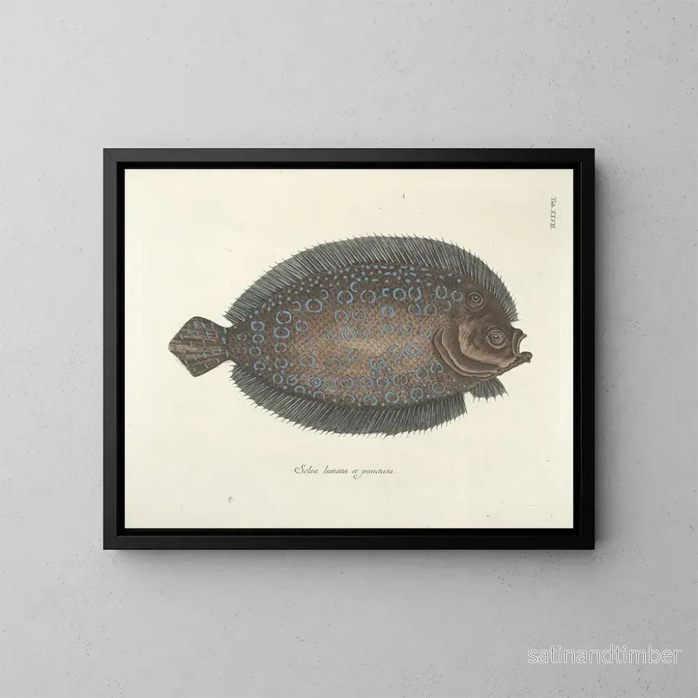 Reproduktion Bilder av fiskar, ormar, insekter – Mark Catesby — plansch 027