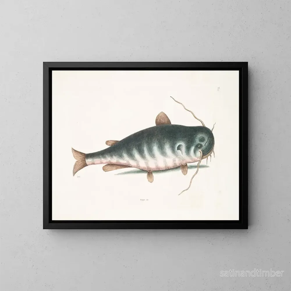 Reproduktion av målningen Le Poisson-chat - Mark Catesby