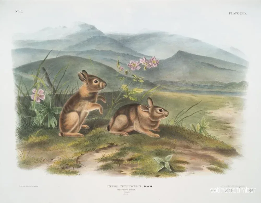 Reproduktion av målningen av Lièvre de Nuttall han i naturlig storlek - John Woodhouse Audubon - Bild 2