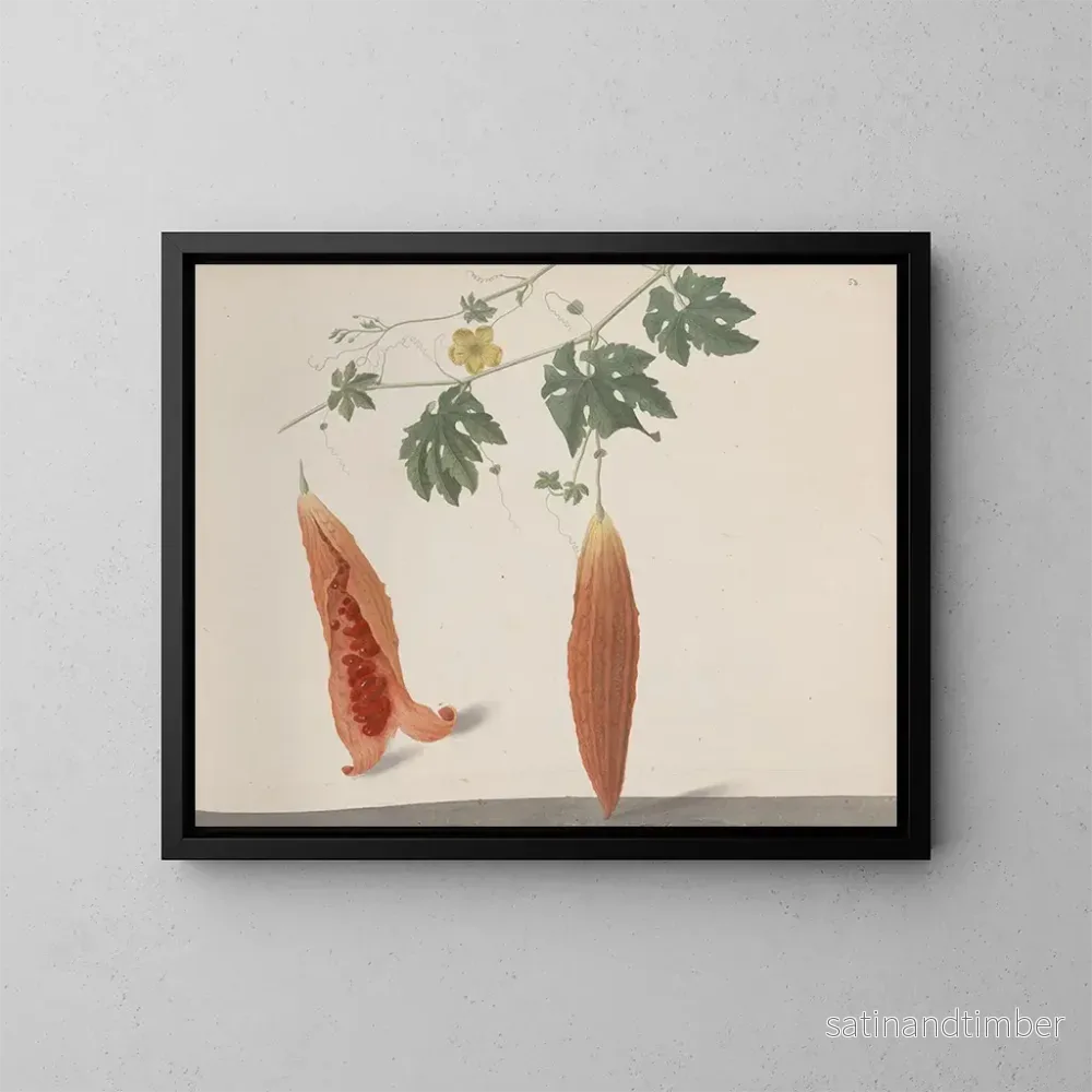 Reproduktion av målningen Histoire naturelle de Saint-Domingue Pl185 - René de Rabi