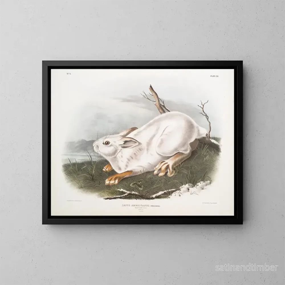 Reproduktion av målningen Lièvre d’Amérique, naturlig storlek, vinter – John Woodhouse Audubon Reproduktion av målningen Lièvre d’Amérique, naturlig storlek, vinter – John Woodhouse Audubon