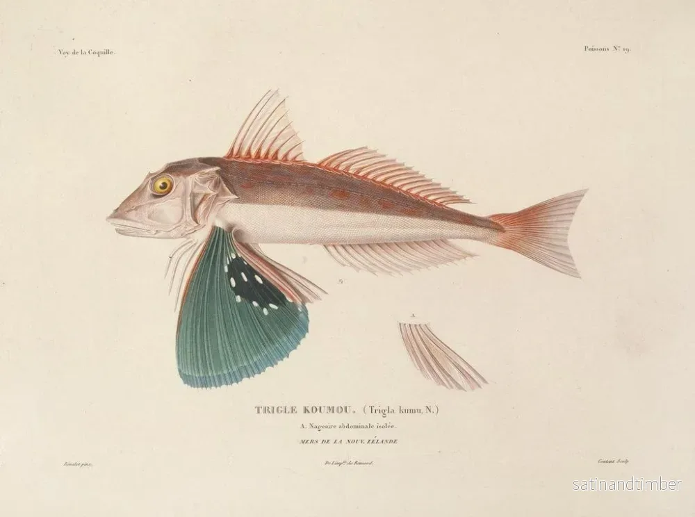 Resa runt världen — plansch 026 — Louis-Isidore Duperrey - Bild 2