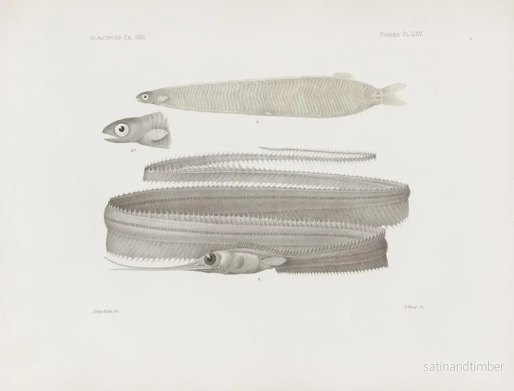 Reproduktion av målningen Mémoires du Muséum de zoologie comparée de Harvard College Pl65 - Musée de Zoologie Comparée de l'Université Harvard - Bild 2