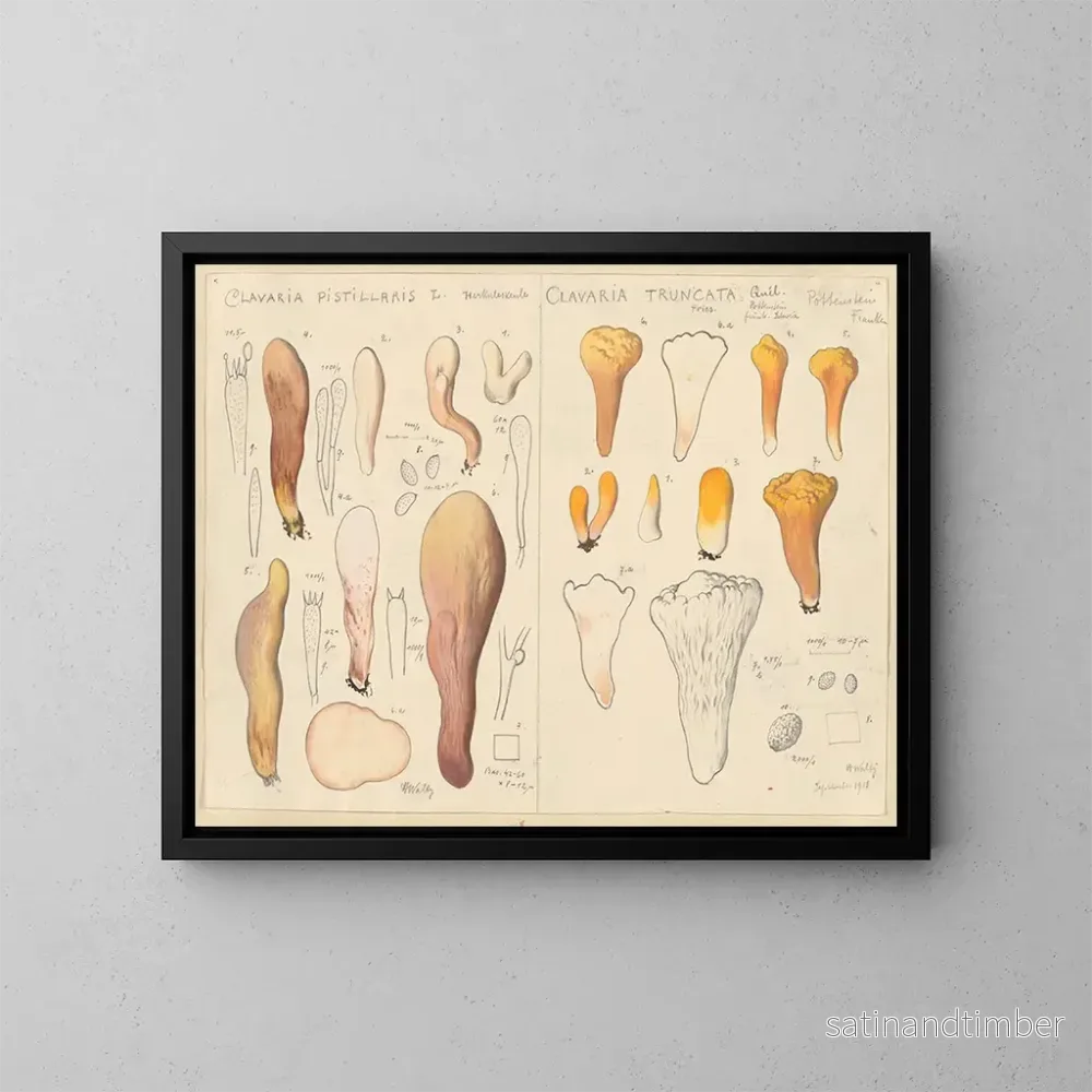 Reproduktion av målningen Clavaria pistillaris och Clavaria truncata - Hans Baldung