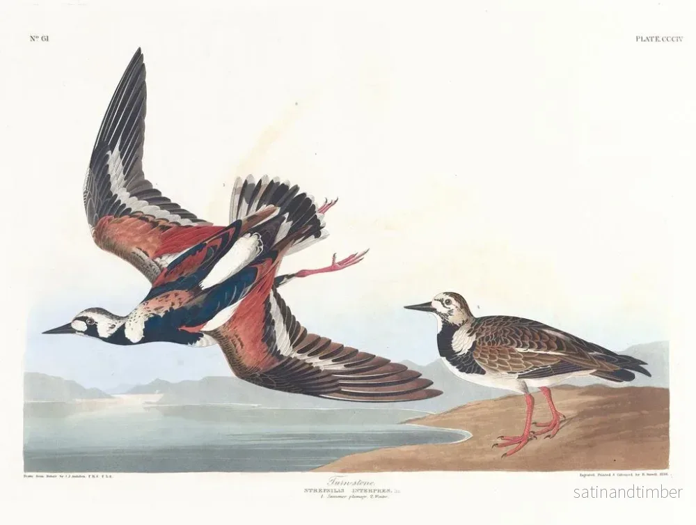 Reproduktion av målningen Bécasseau à collier - John James Audubon - Bild 2