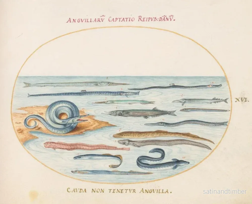 Reproduktion av målningen Planche 16 Anguilles, poissons-pipes et poissons-aiguilles - Joris Hoefnagel - Bild 2
