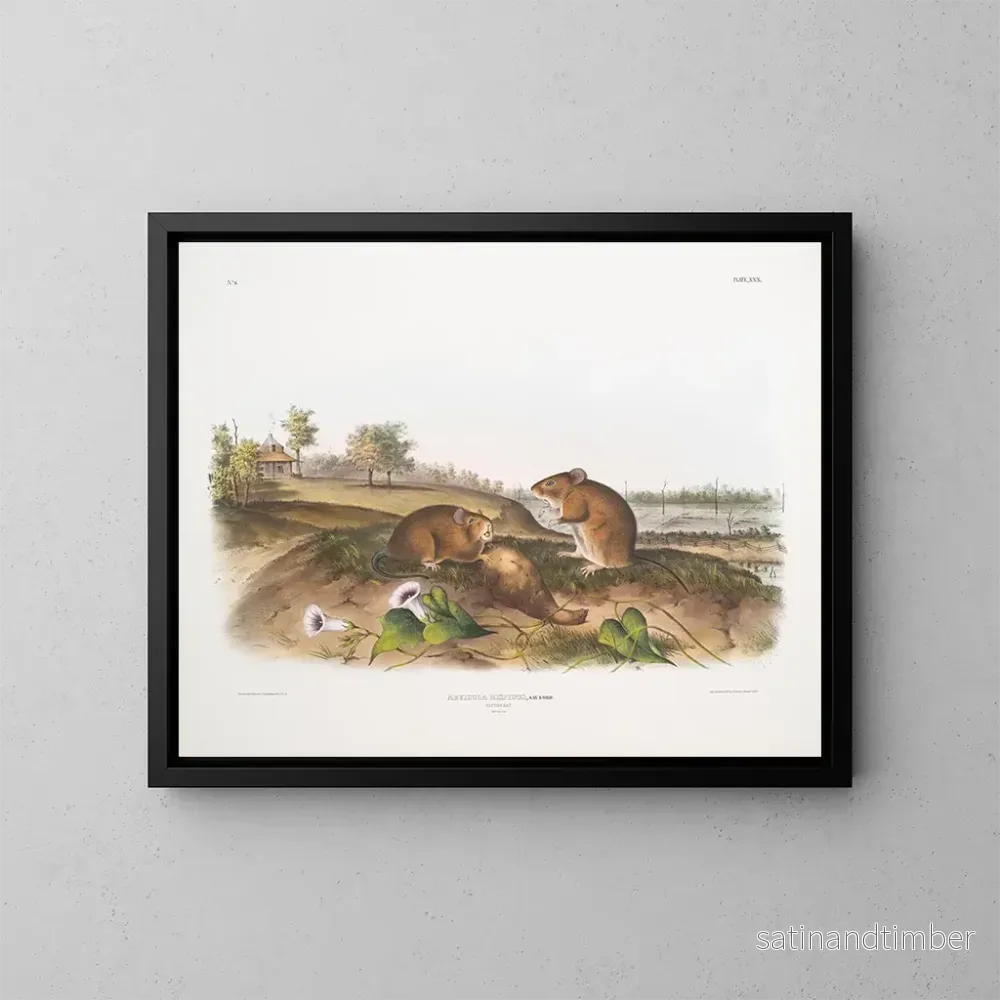 Reproduktion av målningen Rat cotonnier storlek i naturlig storlek - John Woodhouse Audubon