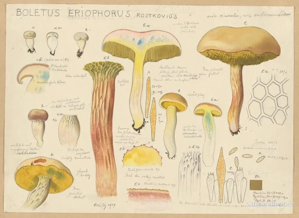 Reproduktion av målningen Boletus eriophorus - Hans Baldung - Bild 2