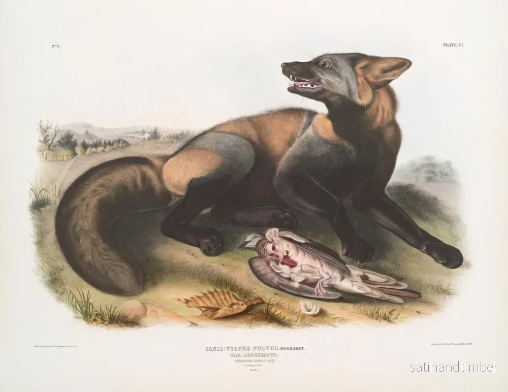 Reproduktion av målningen av korsad amerikansk räv - John Woodhouse Audubon - Bild 2