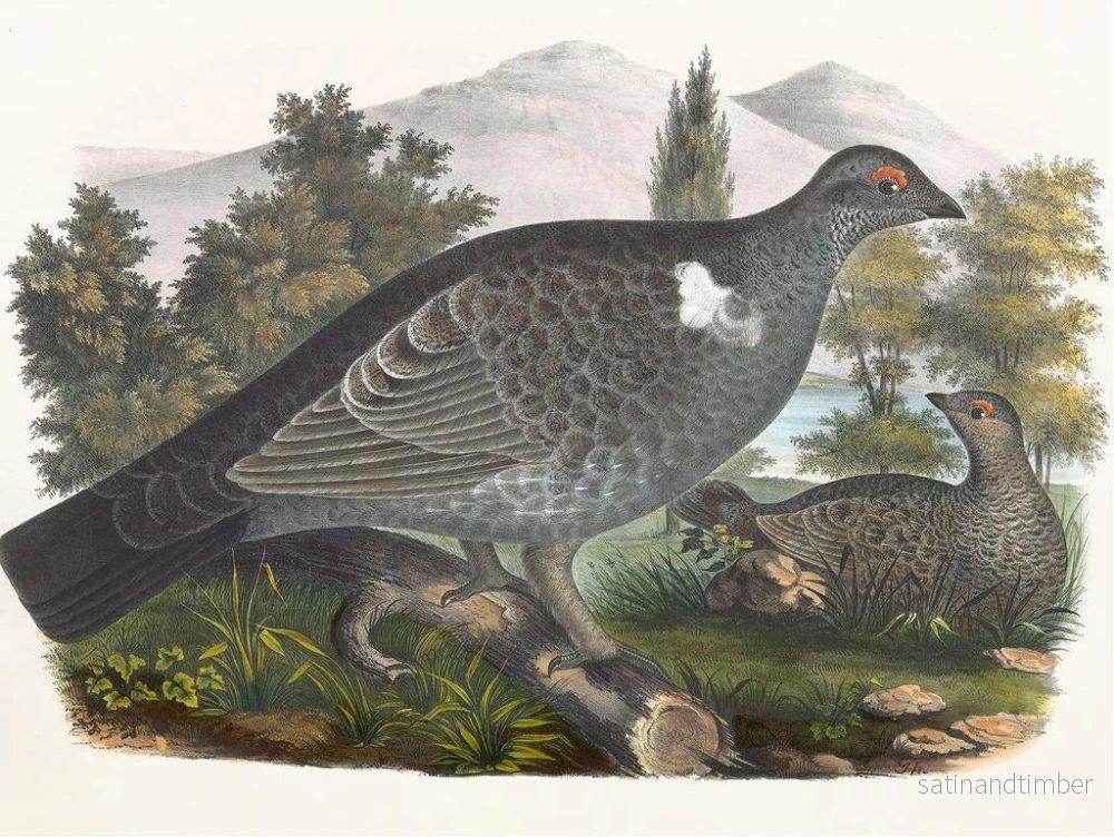 Reproduktion av målningen Grouse de Richardson - Daniel Giraud Elliot - Bild 2