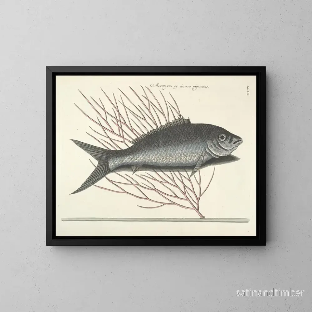 Reproduktion Bilder av fiskar, ormar, insekter – Mark Catesby — plansch 013
