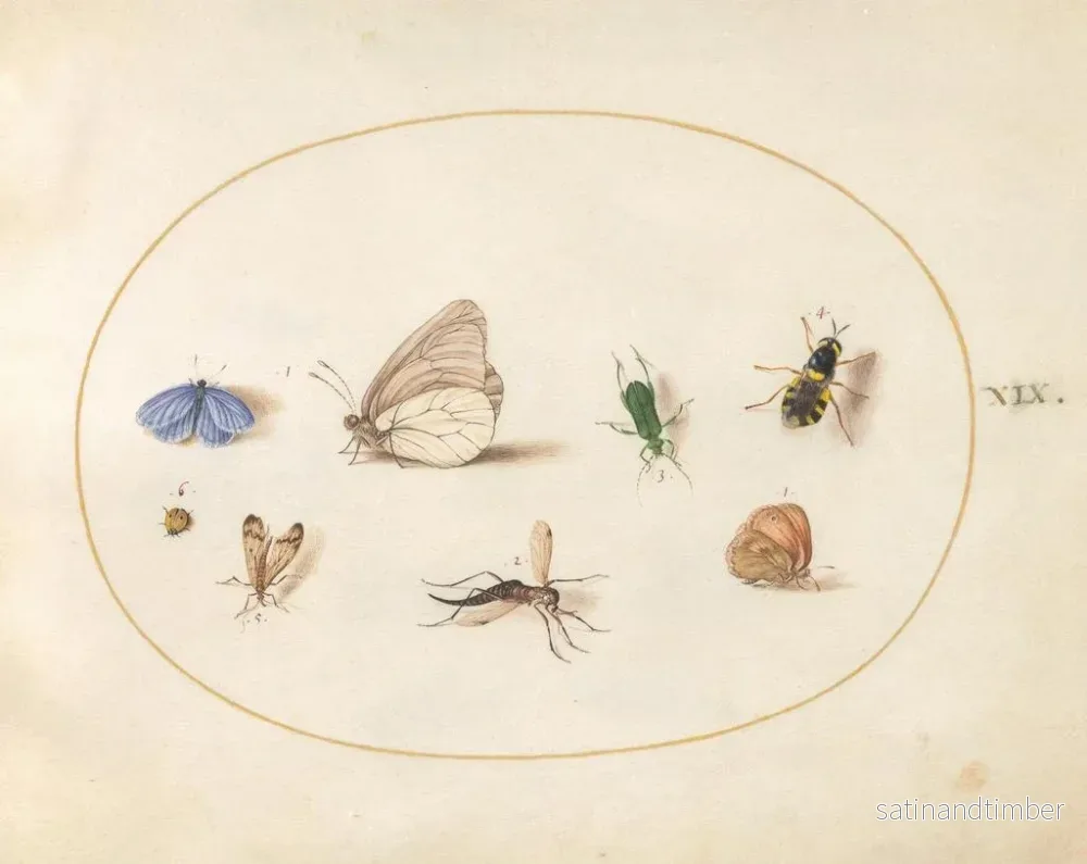 Reproduktion av målningen Platine 19 Två fjärilar med fem andra insekter - Joris Hoefnagel - Bild 2