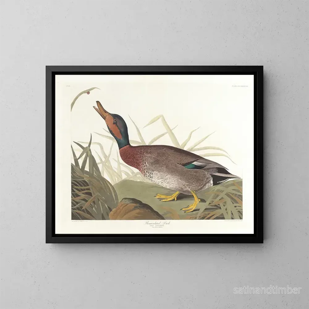 Reproduktion av målningen Kanadagås – John James Audubon