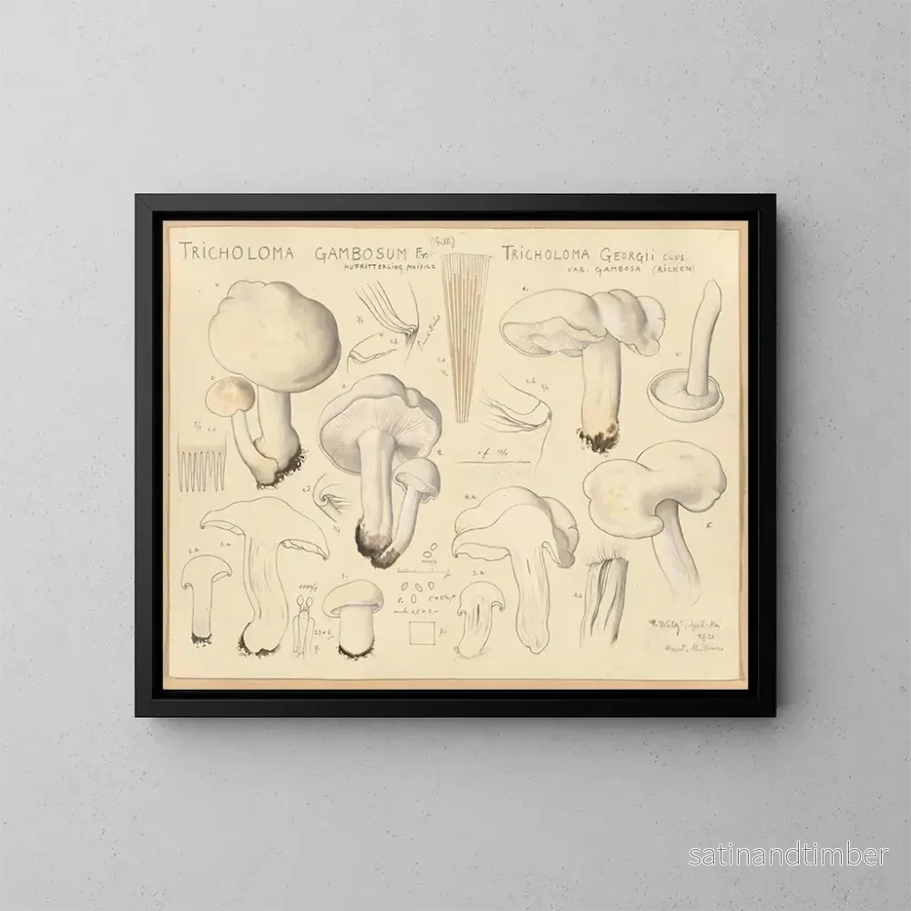 Reproduktion av målningen Tricholome gambosum – Hans Baldung Reproduktion av målningen Tricholome gambosum – Hans Baldung
